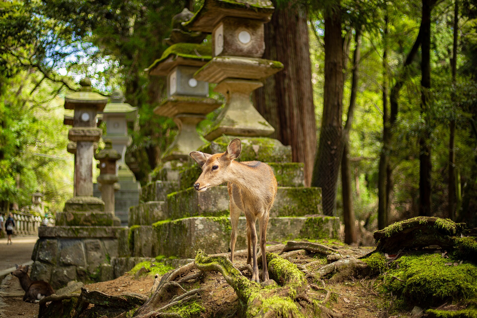 A deer standing before moss-covered stone lanterns in Nara Park