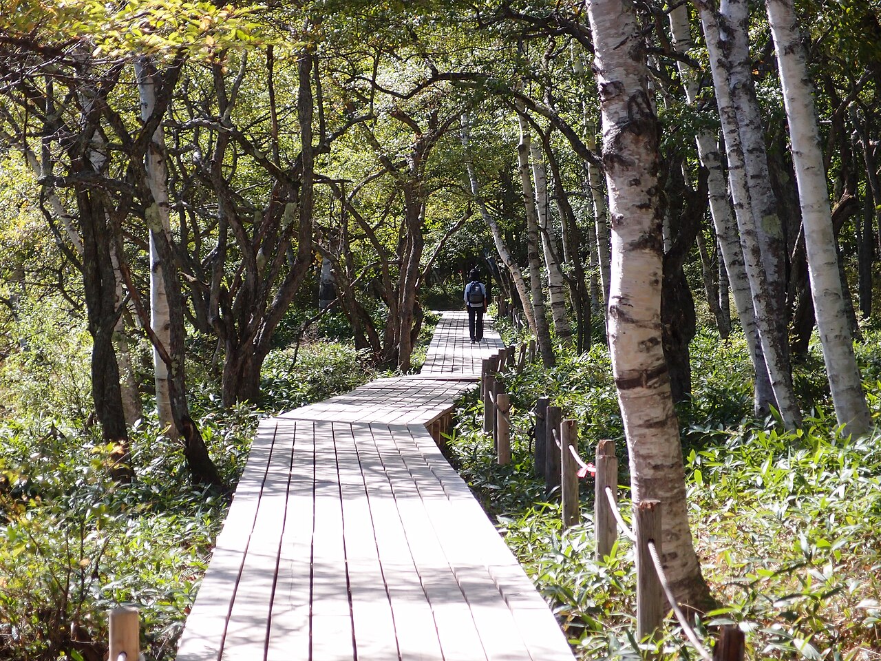 A woodland boardwalk among birch trees around Senjogahara