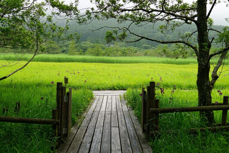 A wooden boardwalk through Hakone Wetlands Garden