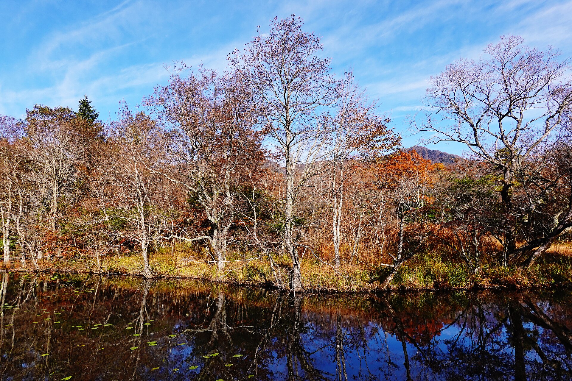 Autumn colours reflected in a pond at Hakone Wetlands Garden