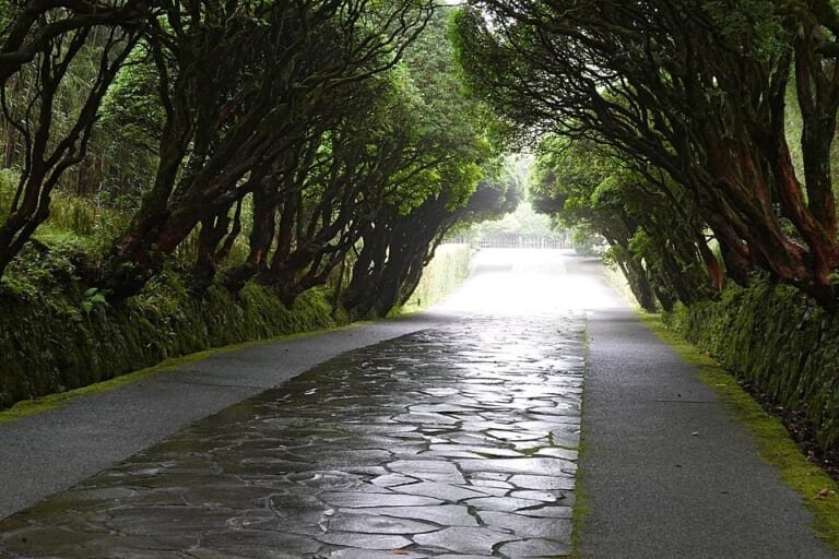 The central path beneath trees at Onshi-Hakone Park