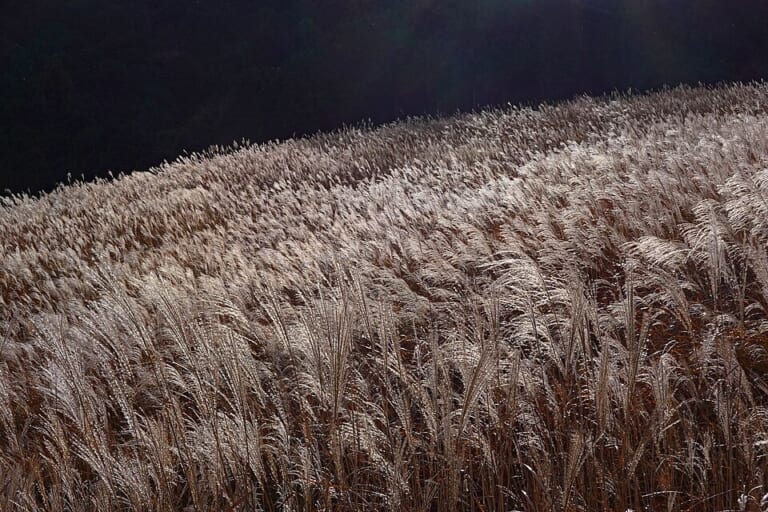 Sunlit pampas grass at Sengokuhara