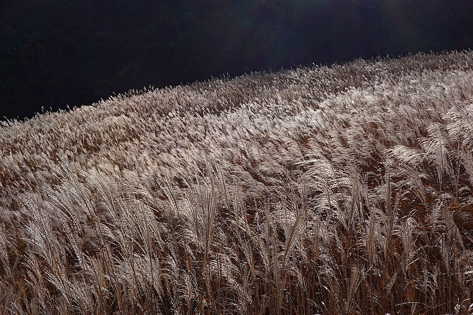 Sunlit pampas grass at Sengokuhara