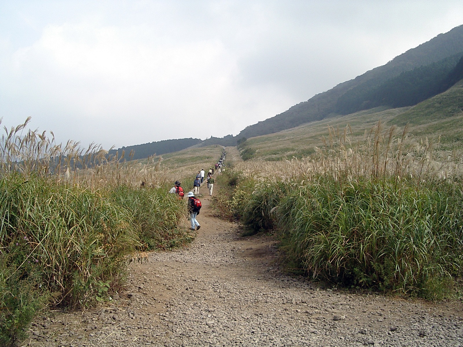 The path through Sengokuhara’s pampas-grass field