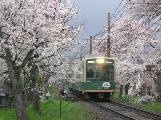 A Kyoto Randen tram running between cherry blossoms