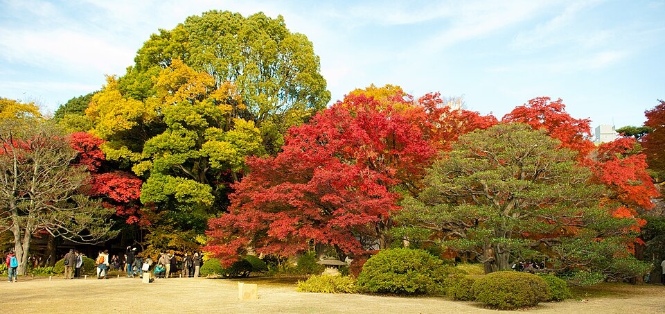 Red autumn leaves at Rikugien Gardens in Tokyo