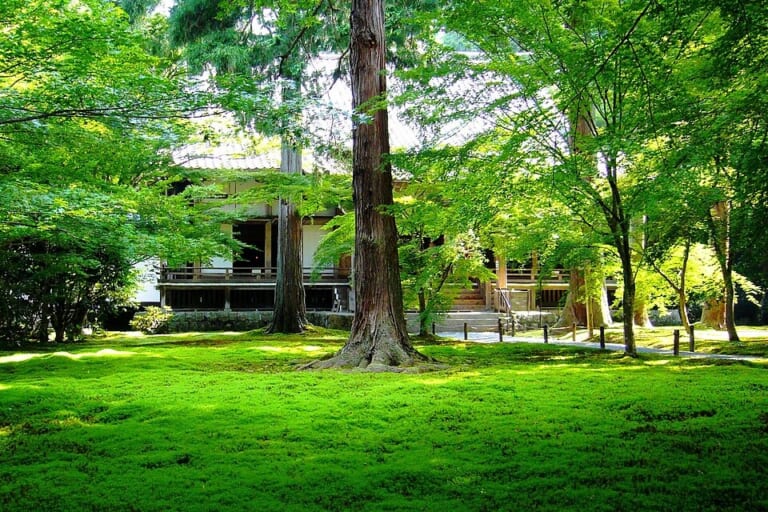Moss and green trees in Yusei-en Garden at Sanzen-in