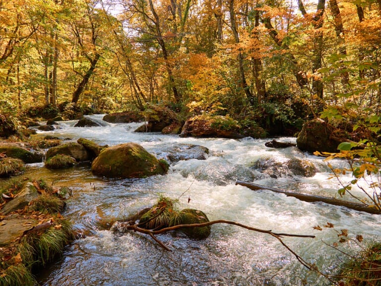 Oirase Stream flowing between moss-covered rocks beneath autumn trees
