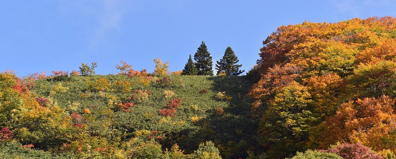 Red and golden trees across a Hakkoda slope beneath a blue sky