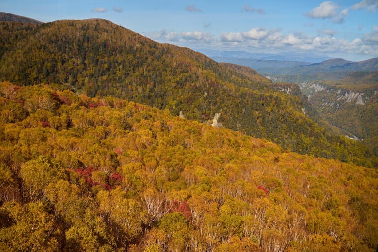 Golden autumn forest across the slopes and valley around Kurodake