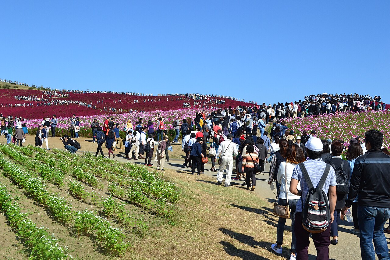 Visitors on the path up Miharashi Hill among autumn flowers at Hitachi Seaside Park