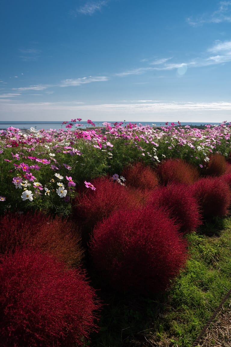 Red kochia and cosmos at Hitachi Seaside Park with the sea beyond