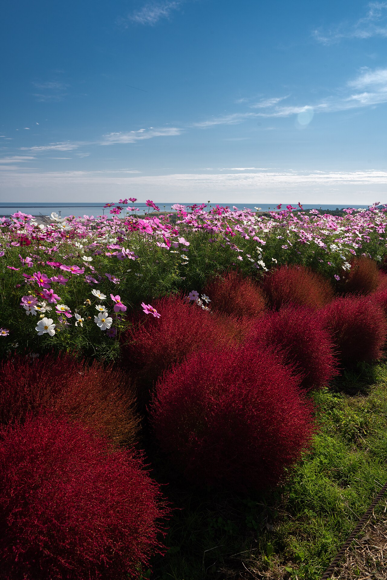 Red kochia and cosmos at Hitachi Seaside Park with the sea beyond