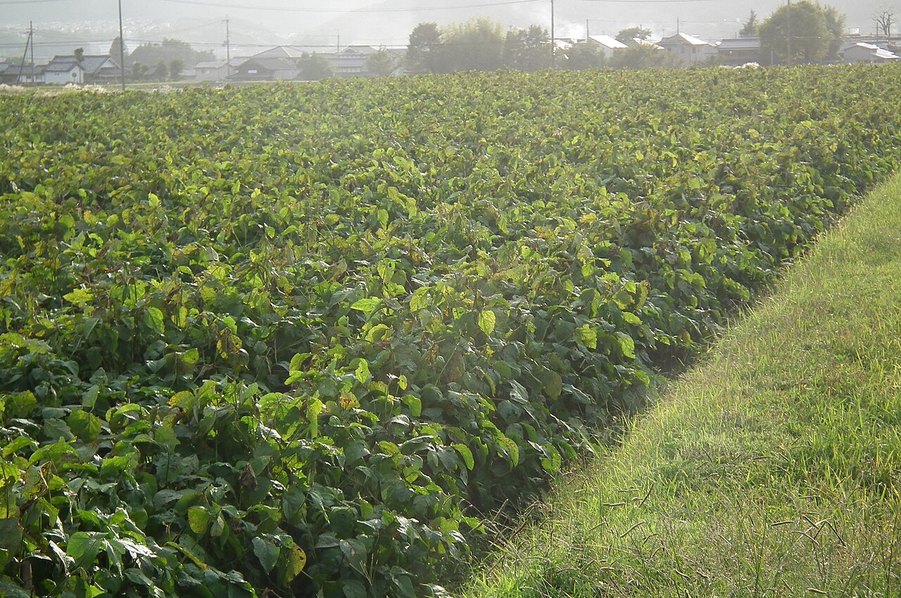 A field of Tanba-guro soybeans in Tamba Sasayama