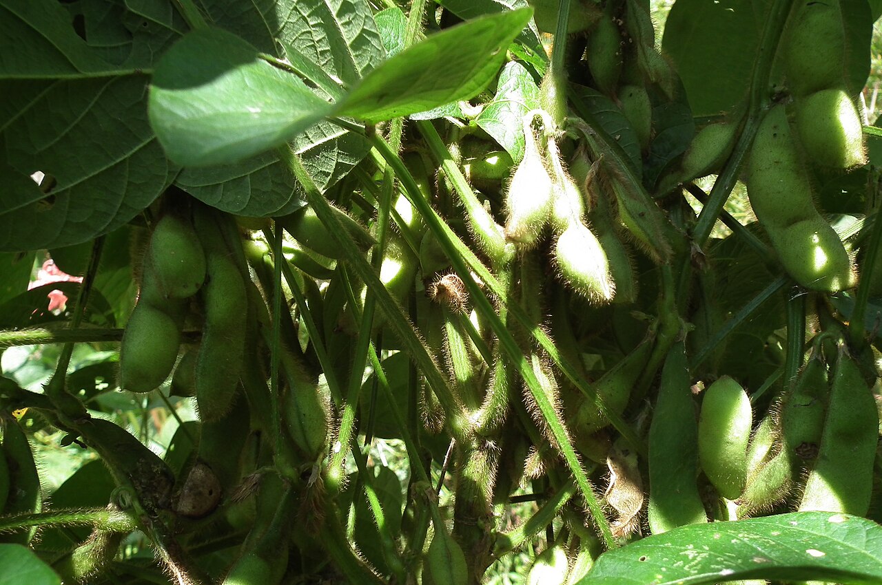 Tanba-guro edamame pods growing on plants in Tamba Sasayama